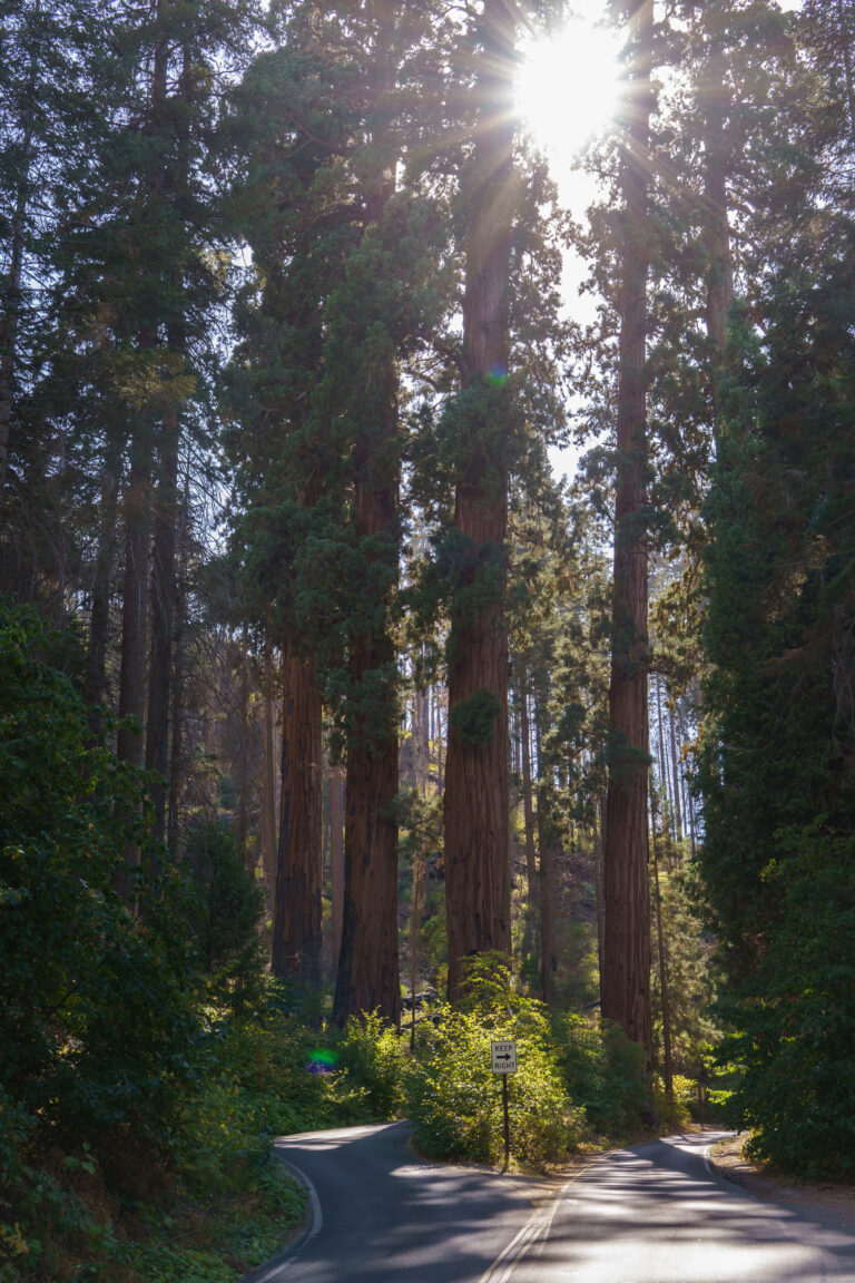 Towering trees